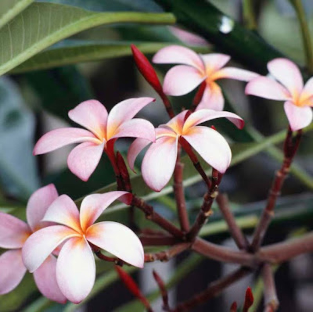 Meet your Posher, Anne marie